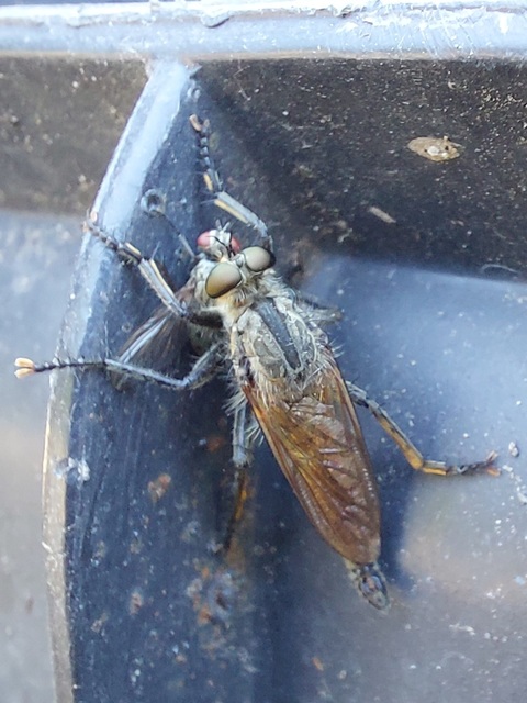 Eutolmus rufibarbis