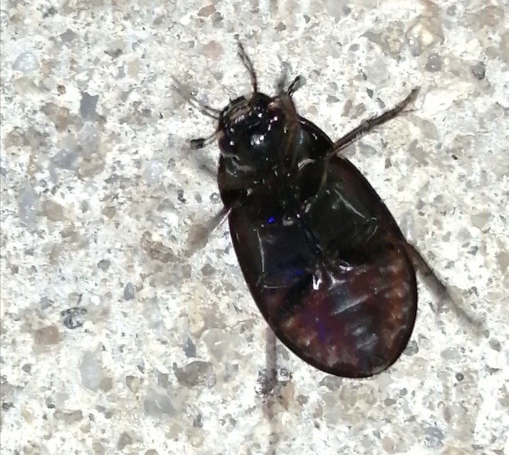 Hydrochara caraboides - kis csibor