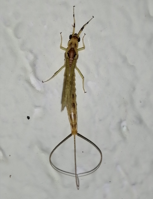 Ephemera lineata