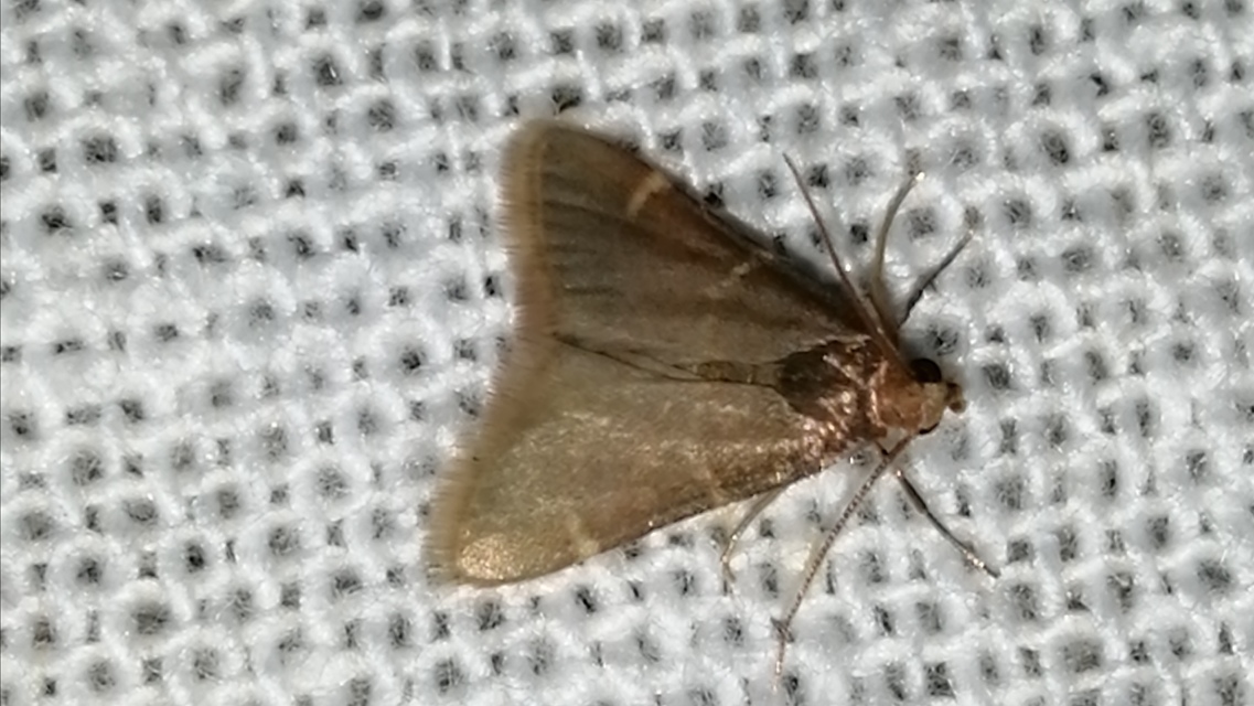 Pyralis perversalis - pusztai fényilonca Pyralis perversalis - pusztai fényilonca