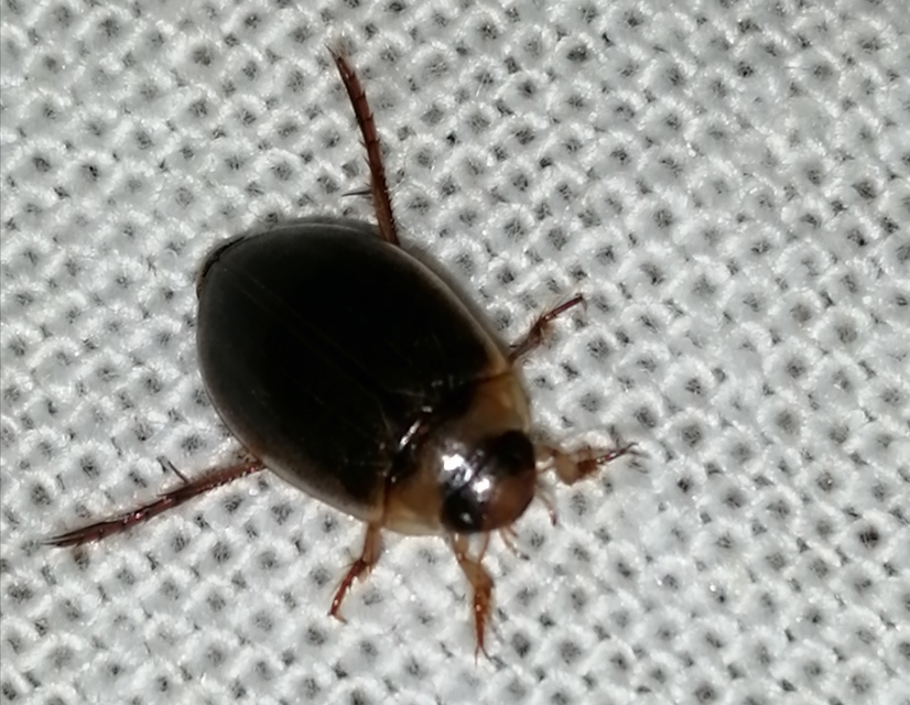 Rhantus