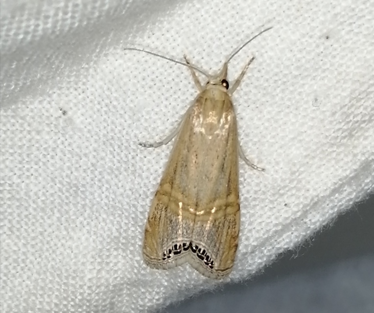 Euchromius ocellea - ezüstcsíkos mozaikmoly