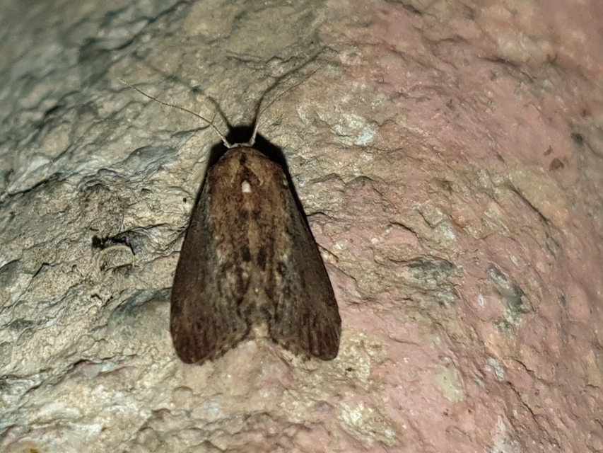 Galleria mellonella - nagy viaszmoly