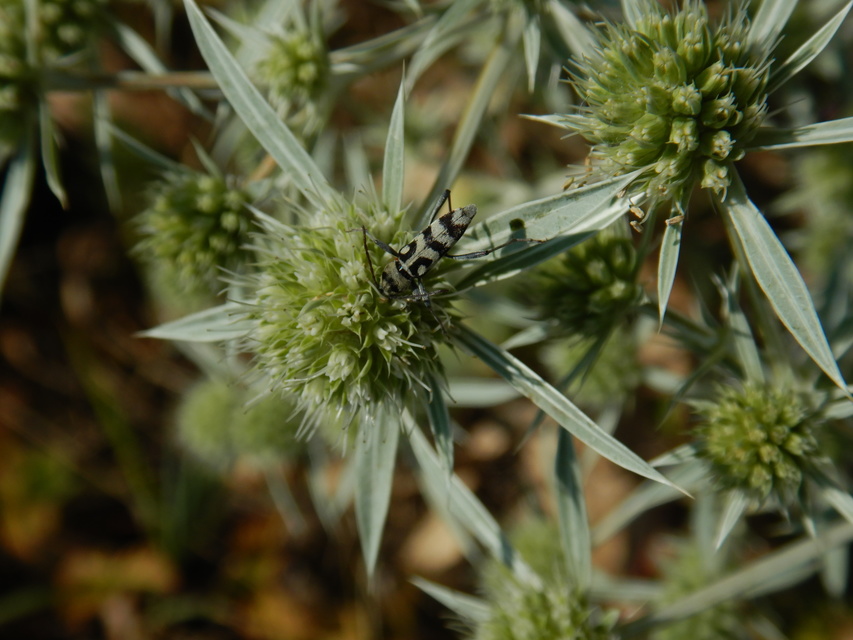 Chlorophorus varius - díszes darázscincér