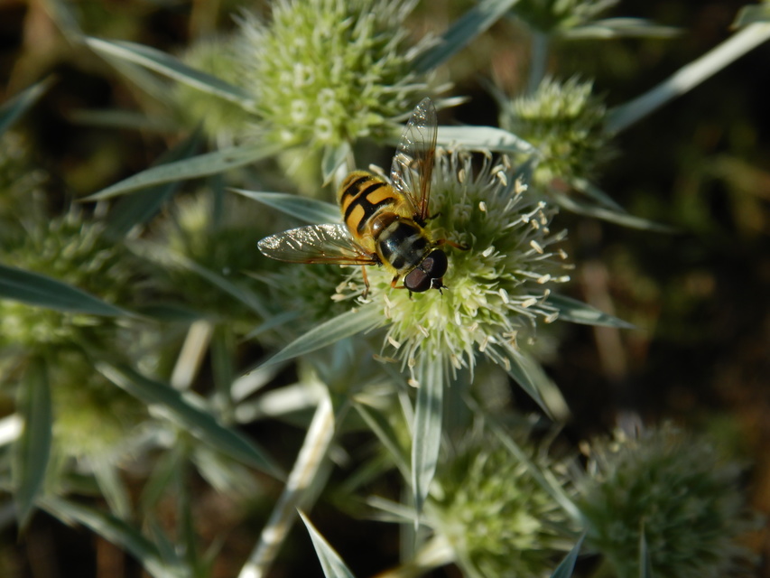 Myathropa florea - halálfejes odúlégy