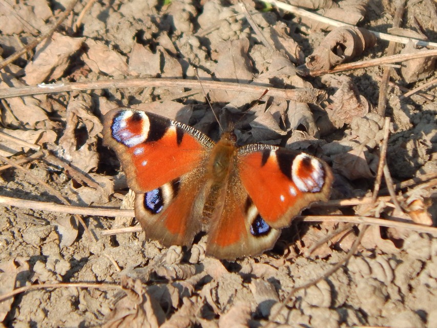 Nymphalis io - nappali pávaszem