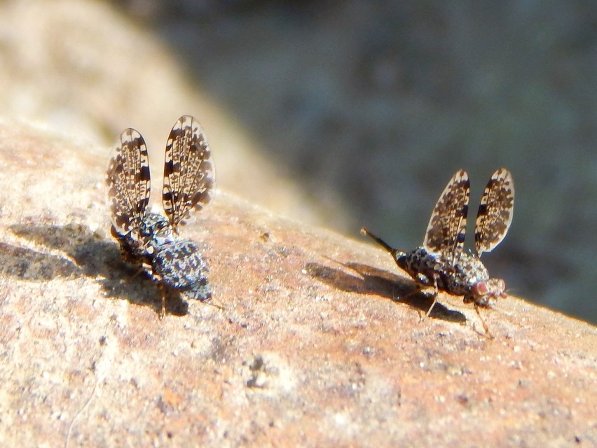 Callopistromyia annulipes - pávalégy