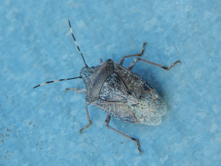 Rhaphigaster nebulosa - bencepoloska