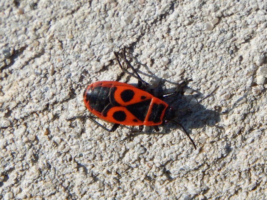 Pyrrhocoris apterus - verőköltő poloska