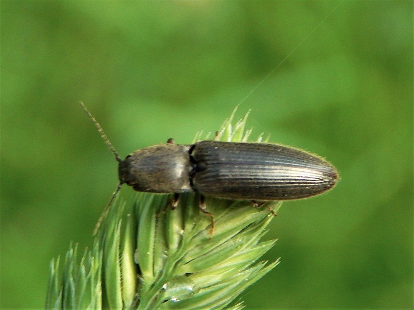 Elateridae - pattanóbogárfélék