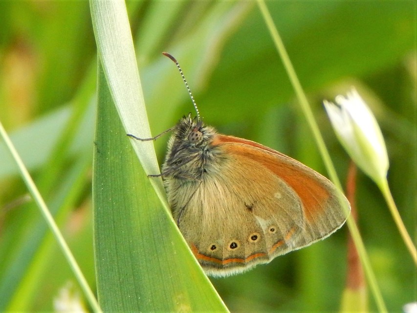 Coenonympha glycerion - közönséges szénalepke