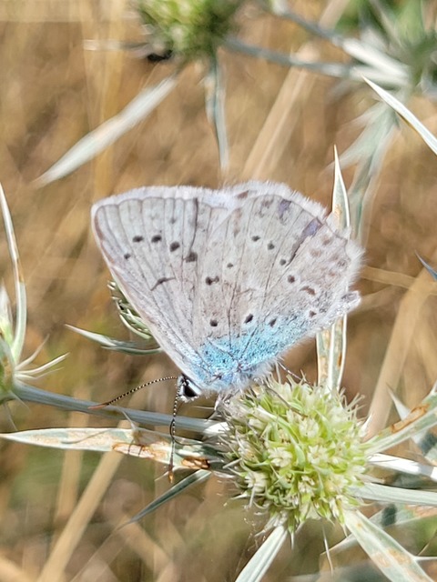 Polyommatus daphnis - csipkés boglárka