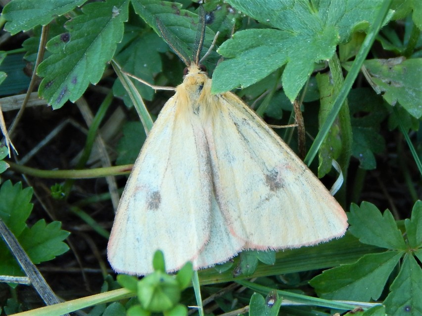 Diacrisia sannio - vörösszélű medvelepke