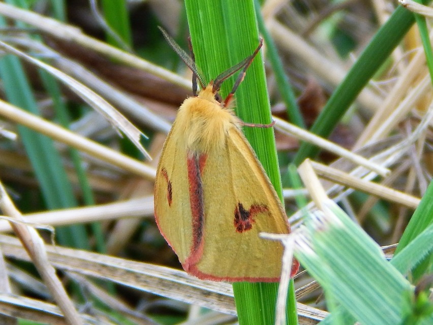 Diacrisia sannio - vörösszélű medvelepke