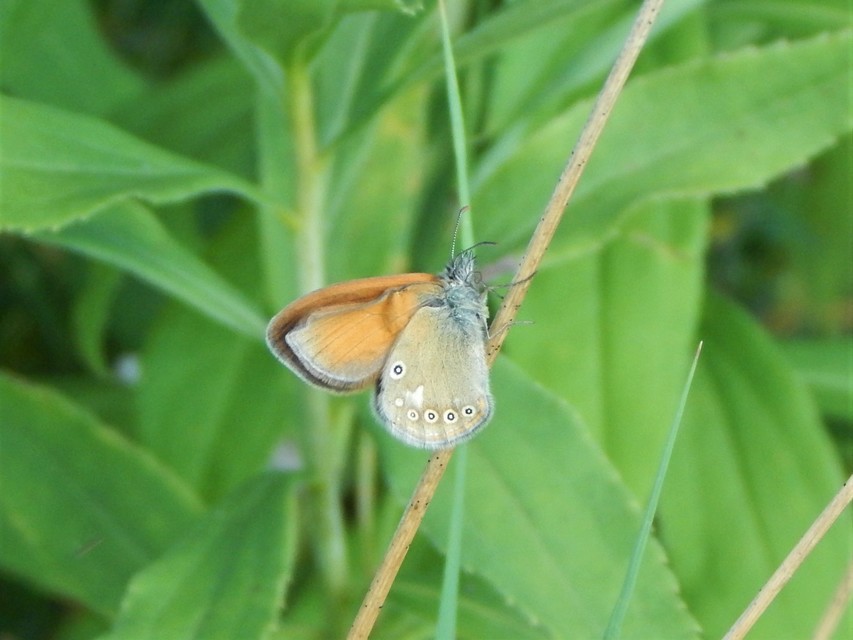 Coenonympha glycerion - közönséges szénalepke