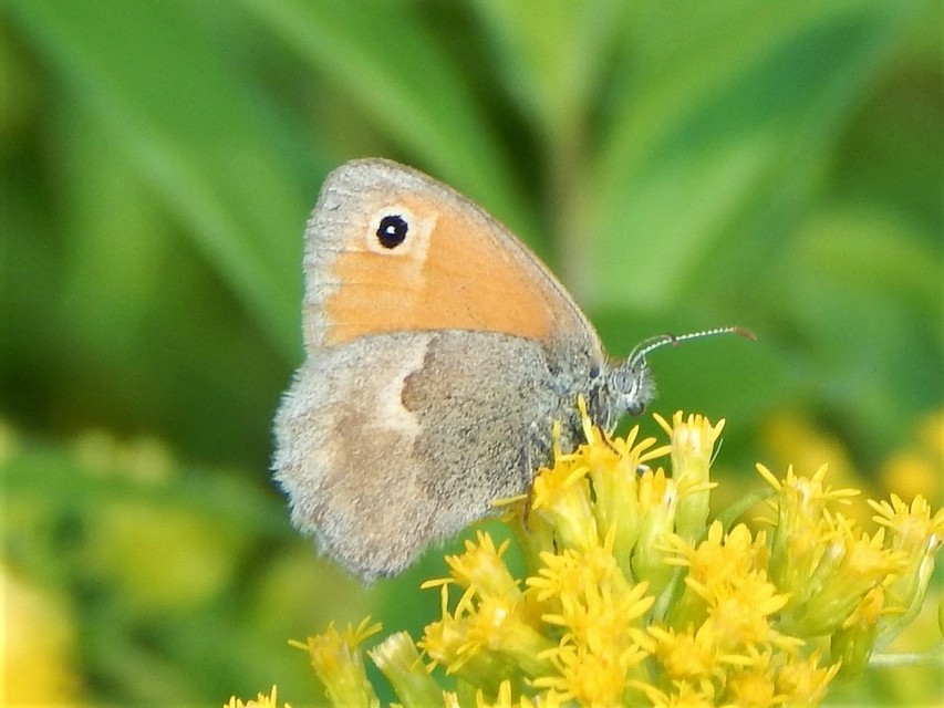 Coenonympha pamphilus - kis szénalepke