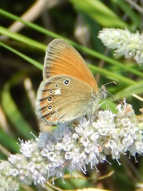Coenonympha glycerion - közönséges szénalepke