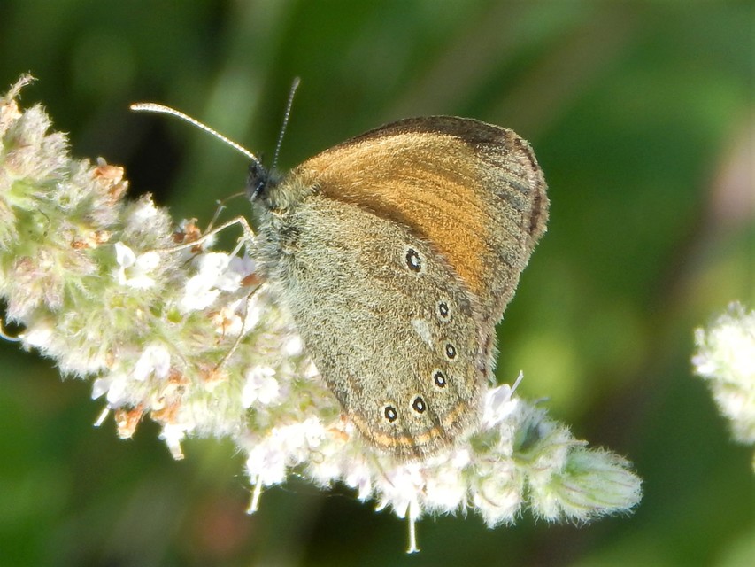 Coenonympha glycerion - közönséges szénalepke