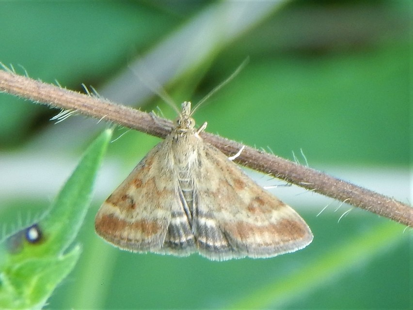 Pyrausta despicata - réti bíbormoly