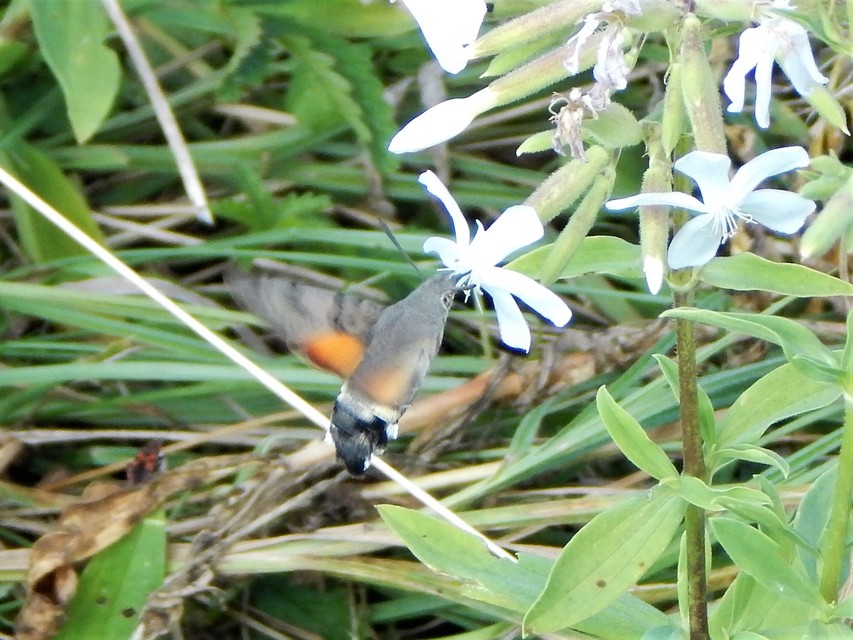 Macroglossum stellatarum - kacsafarkú szender