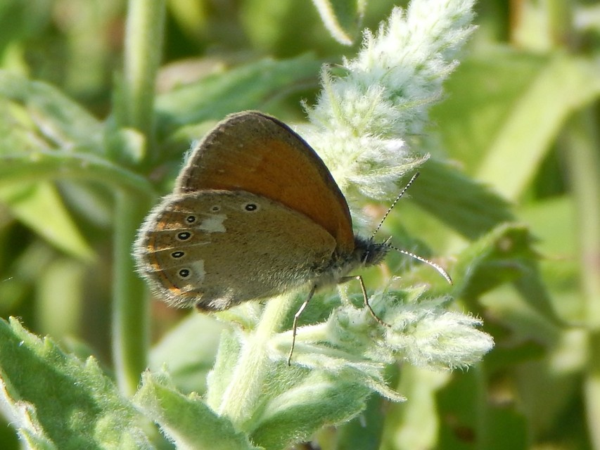 Coenonympha glycerion - közönséges szénalepke