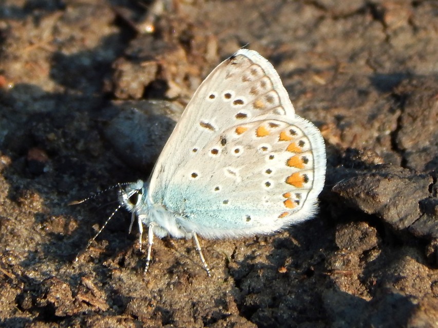 Polyommatus icarus - közönséges boglárka