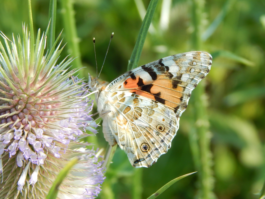 Vanessa cardui - bogáncslepke
