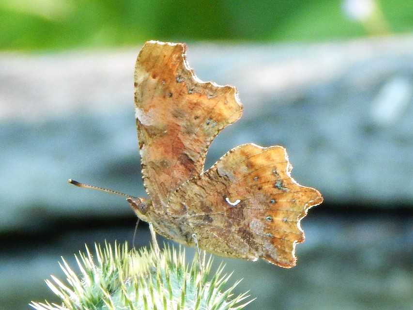 Nymphalis c-album - C-betűs lepke