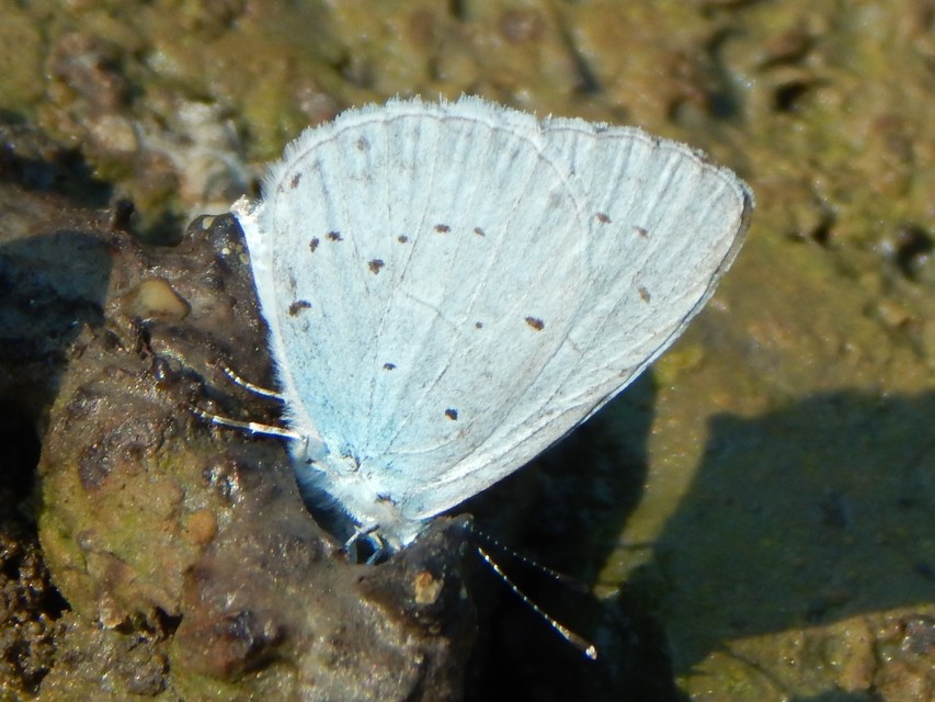 Celastrina argiolus - bengeboglárka