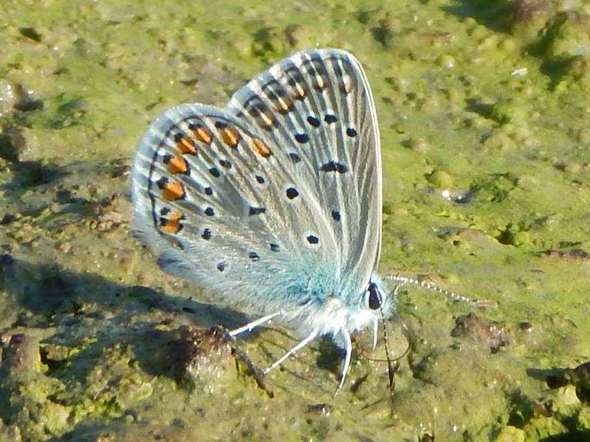Polyommatus icarus - közönséges boglárka