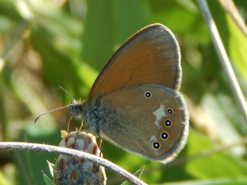 Coenonympha glycerion - közönséges szénalepke