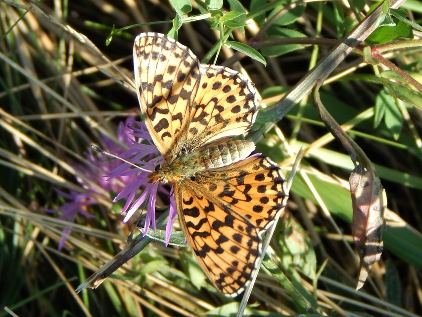 Boloria dia - kis gyöngyházlepke