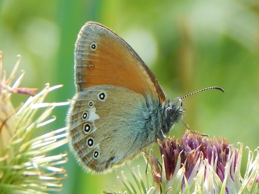 Coenonympha glycerion - közönséges szénalepke