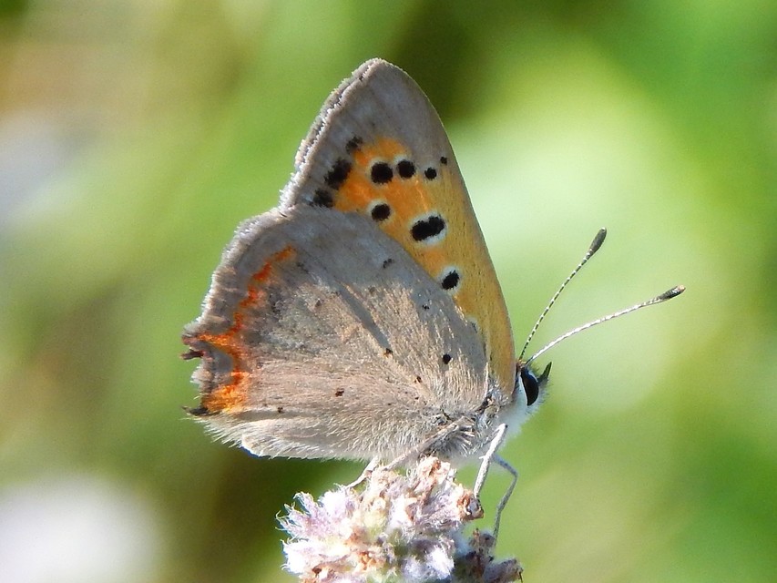Lycaena phlaeas - közönséges tűzlepke