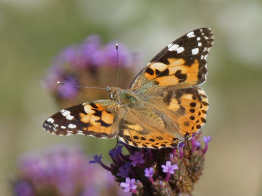 Vanessa cardui - bogáncslepke