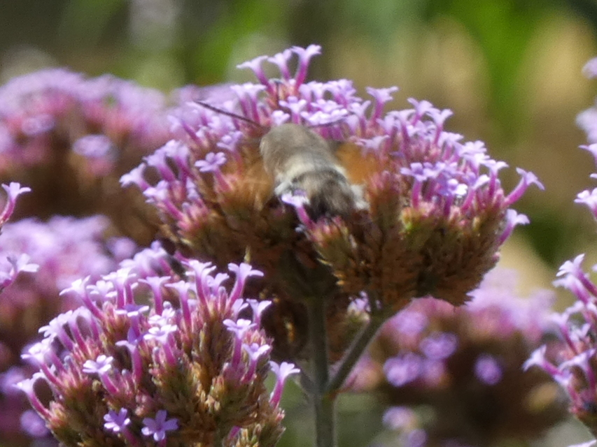 Macroglossum stellatarum - kacsafarkú szender