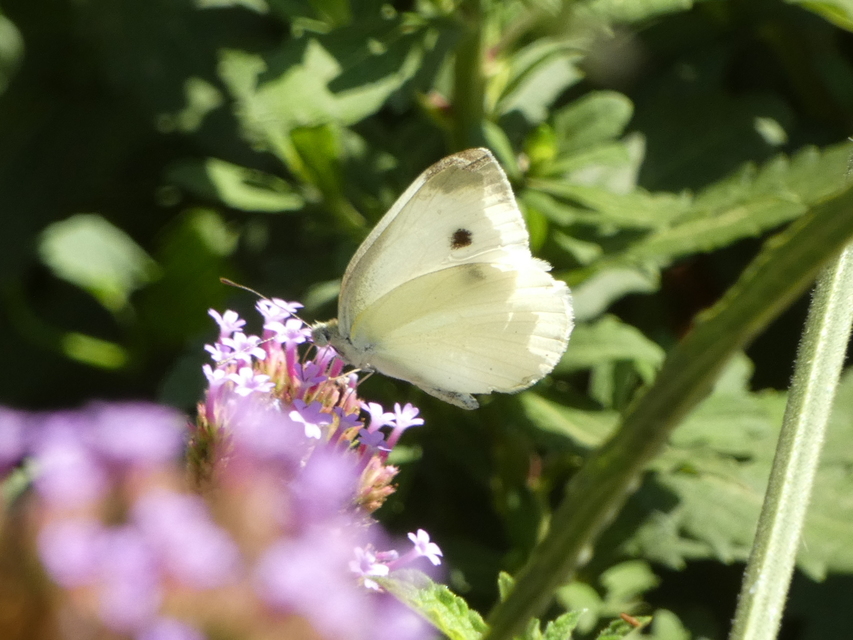Pieris rapae - répalepke