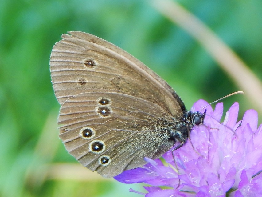 Aphantopus hyperanthus - közönséges ökörszemlepke