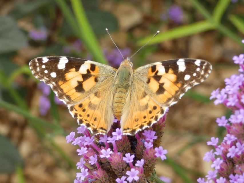 Vanessa cardui - bogáncslepke