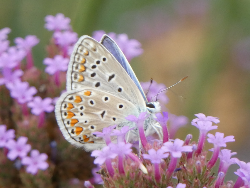 Polyommatus icarus - közönséges boglárka