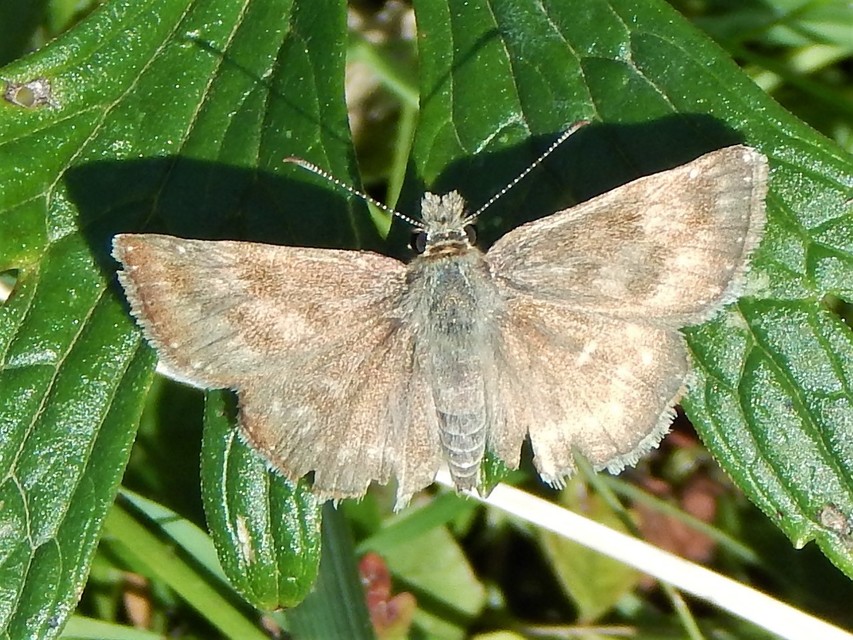 Erynnis tages - cigánylepke