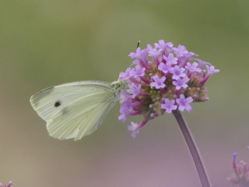 Pieris rapae - répalepke