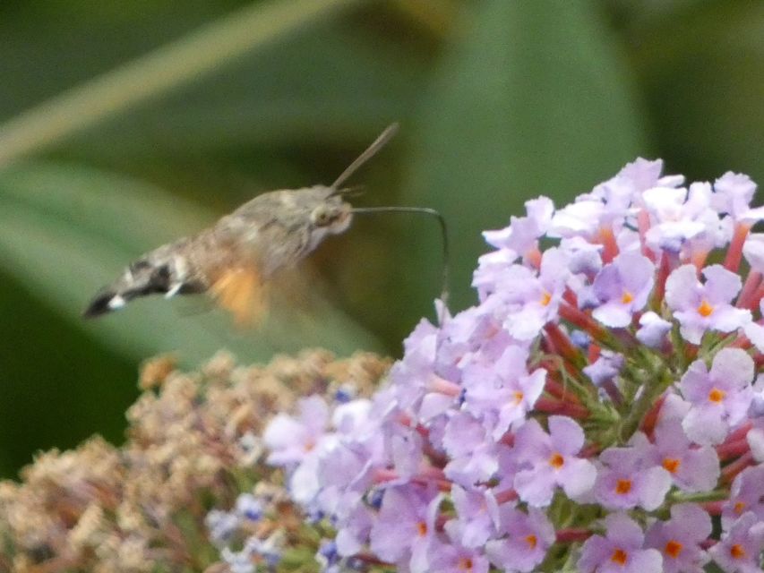 Macroglossum stellatarum - kacsafarkú szender