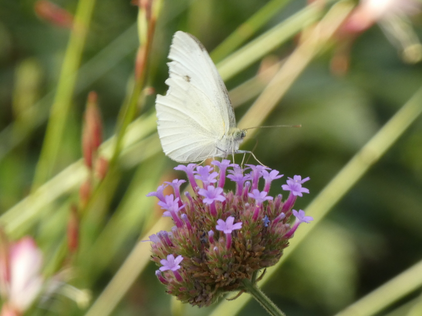 Pieris rapae - répalepke