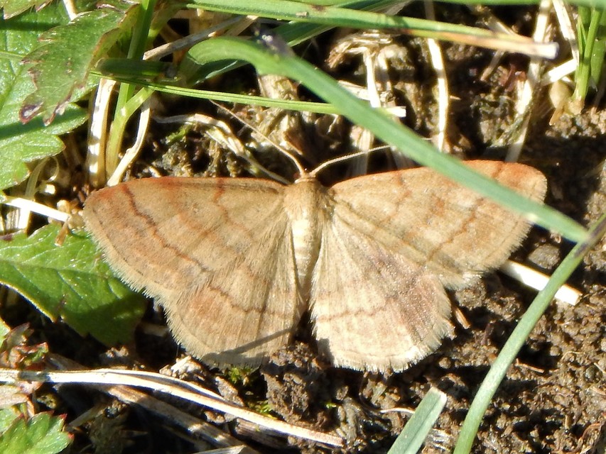 Scopula rubiginata - réti pirosaraszoló