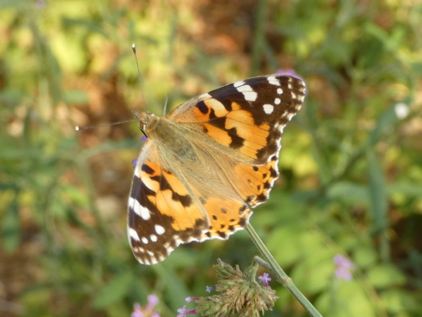 Vanessa cardui - bogáncslepke