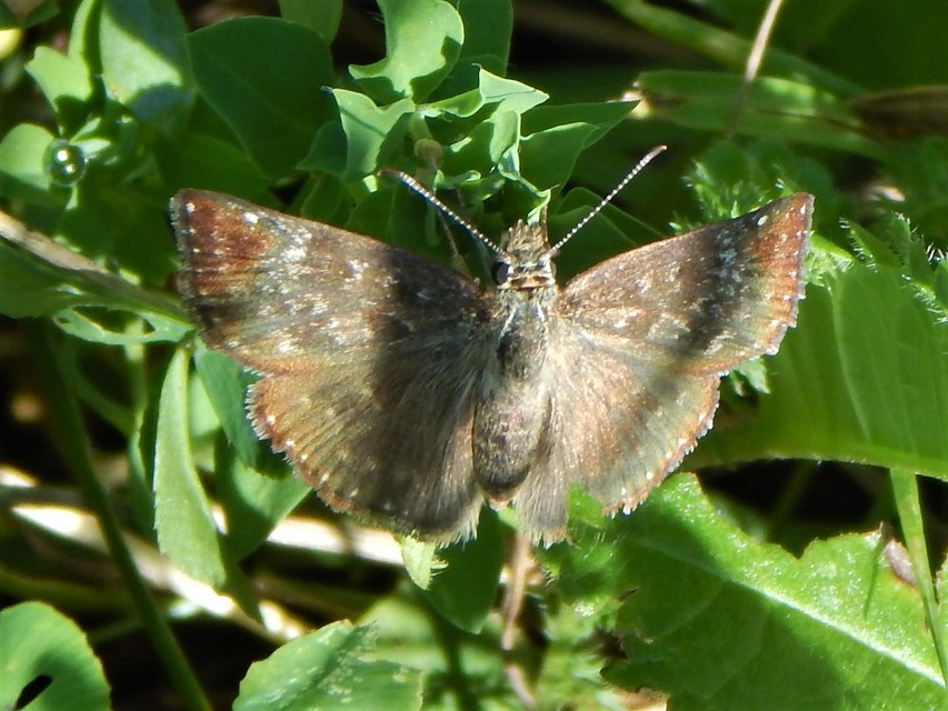 Erynnis tages - cigánylepke