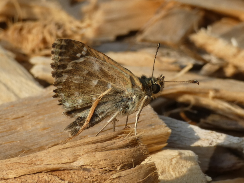Carcharodus alceae - mályva-busalepke