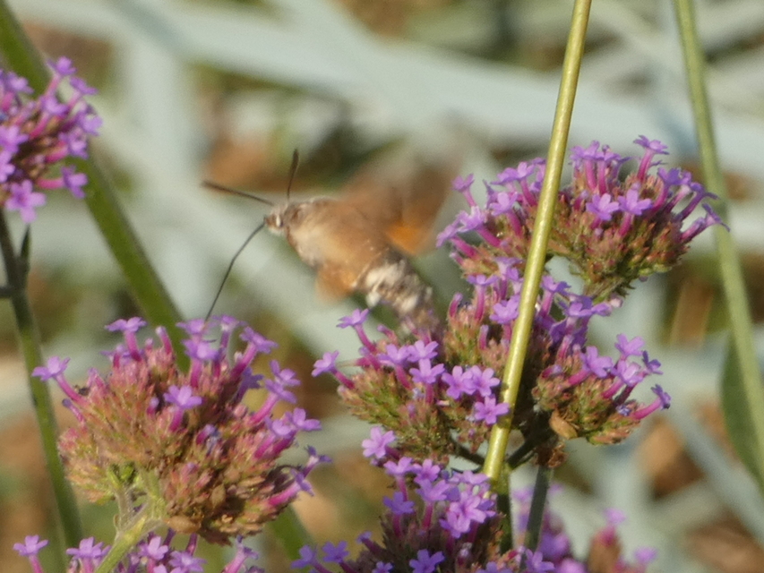 Macroglossum stellatarum - kacsafarkú szender