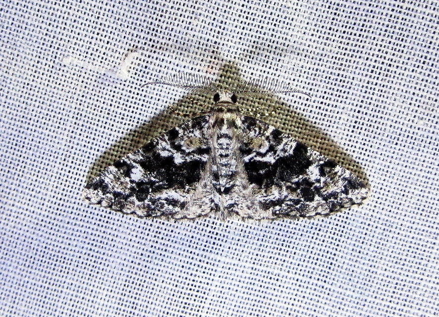 Fagivorina arenaria - bükkfaaraszoló